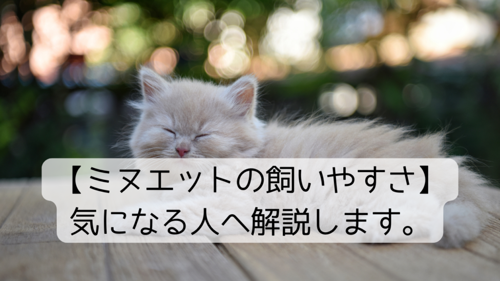 【ミヌエットの飼いやすさ】気になる人へ解説します。