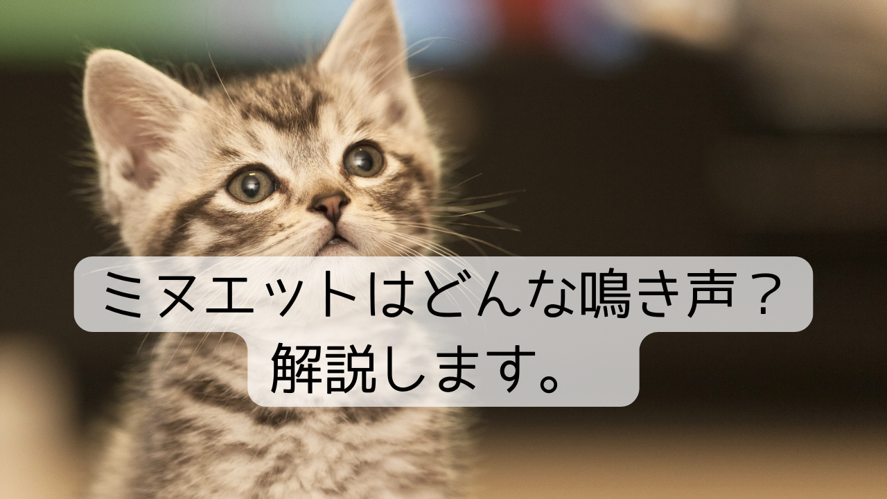 ミヌエットはどんな鳴き声？解説します。